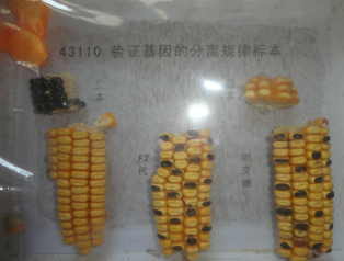 驗(yàn)證基因分離規(guī)律玉米標(biāo)本